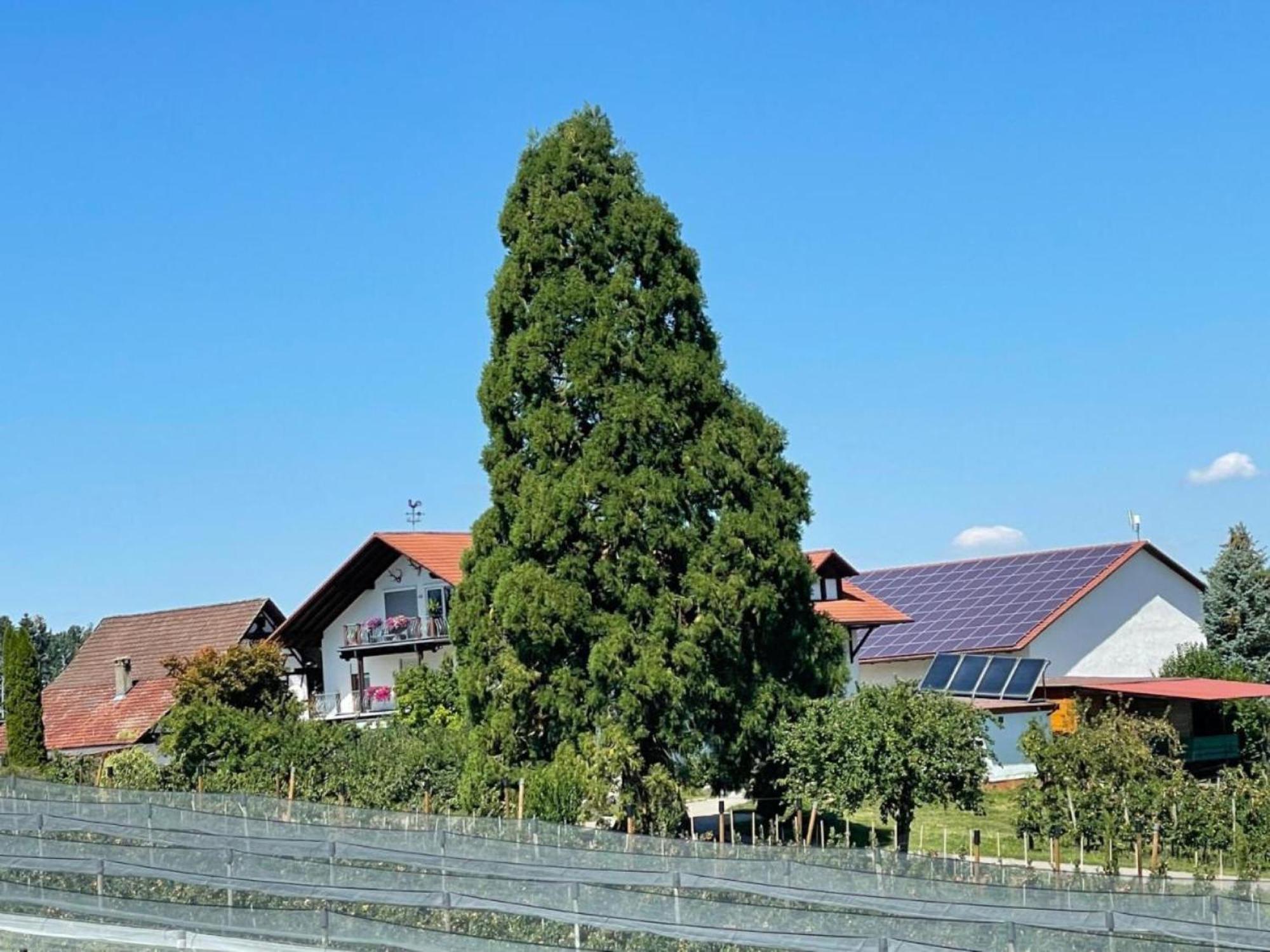 Bergchalet Mirabell - Hofgut ฟรีดริชส์ฮาเฟน ภายนอก รูปภาพ