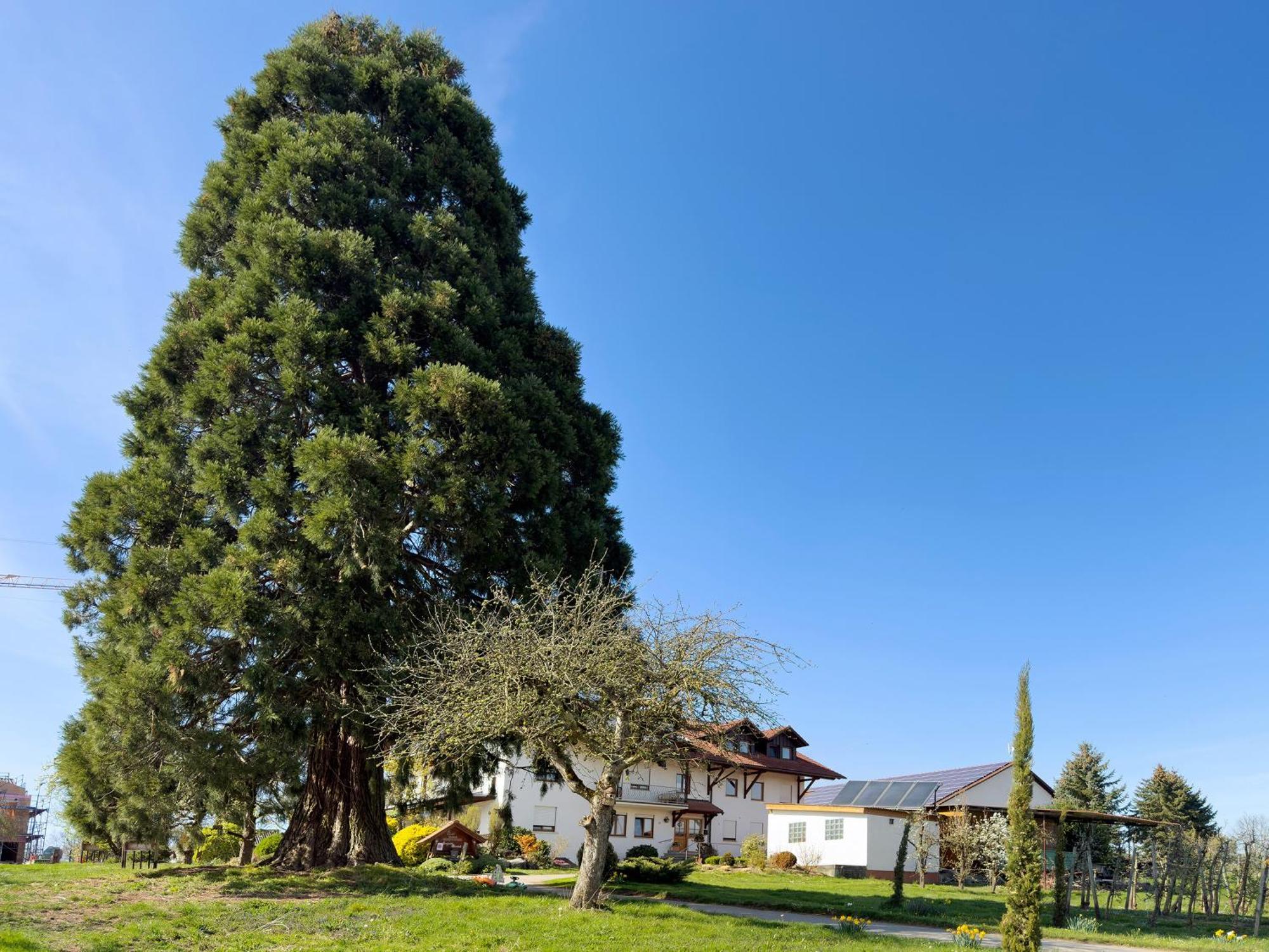 Bergchalet Mirabell - Hofgut ฟรีดริชส์ฮาเฟน ภายนอก รูปภาพ